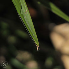 Cargar imagen en el visor de la galería, Shampoo de cannabis 2 en 1 - Limpieza profunda